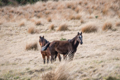 Horses in a field