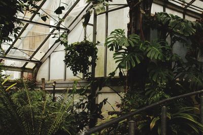 Plants growing in greenhouse