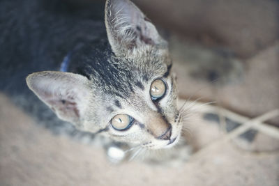 High angle portrait of kitten sitting on field