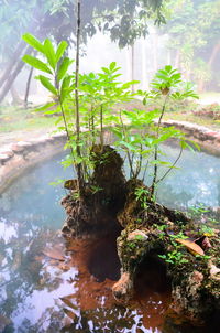 Close-up of plant against water