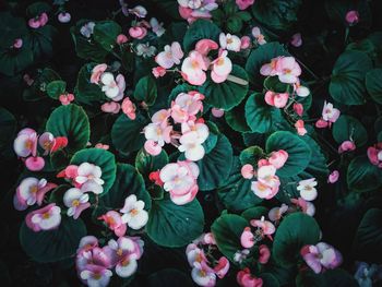 High angle view of pink flowering plants