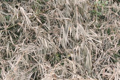 High angle view of dry grass on field