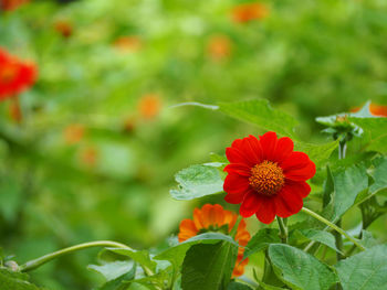 Close-up of orange flower blooming in park