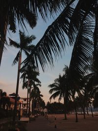 Palm trees on beach during sunset