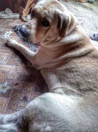 Close-up of dog sitting