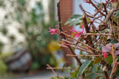 Close-up of pink cherry blossom on tree