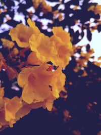 Close-up of yellow flowers