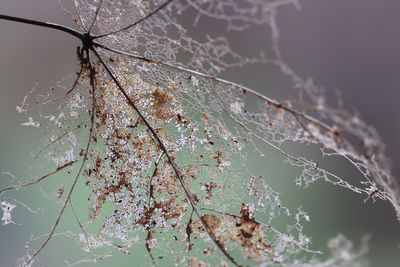 Close-up of spider web on plant