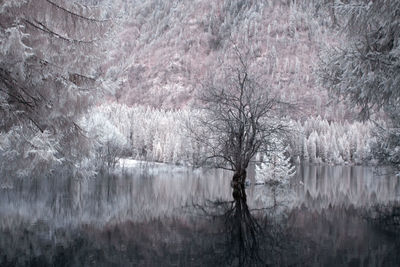 Trees by lake in forest during winter