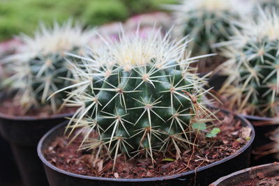 Close-up of potted cactus plant