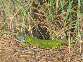 Close-up of lizard on grass