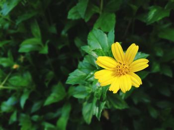 Close-up of yellow flower blooming outdoors