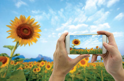 Cropped hands of woman photographing sunflower field against blue sky