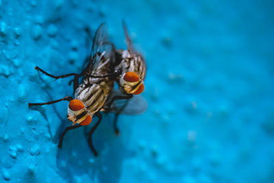 Close-up of insect on sea