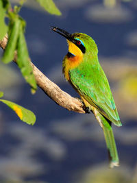 Bee-eater with fly in tanzania