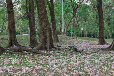 View of flowering trees in forest