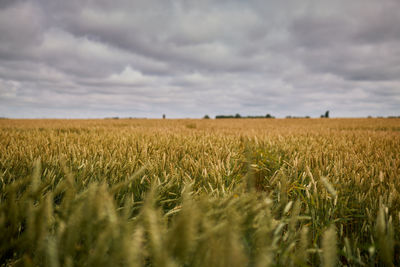 Scenic view of agricultural field against sky