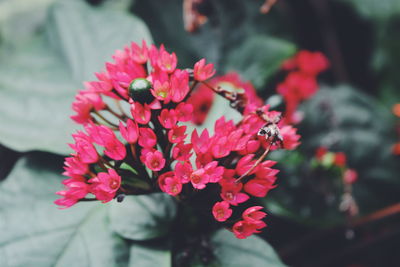 Close-up of pink flowers