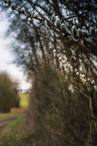 Close-up of tree branches