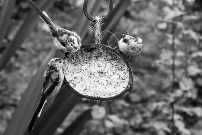 Close-up of birds on feeder 