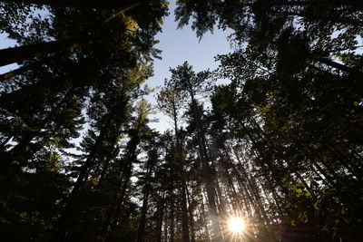 Low angle view of trees in forest