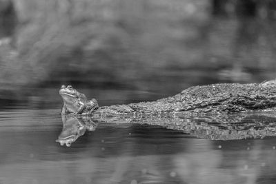 Frog on log in lake