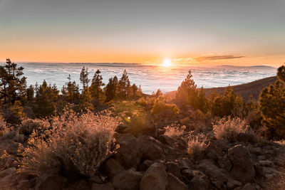 Scenic view of trees against sky during sunset