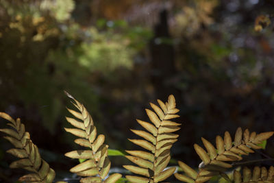 Close-up of plant