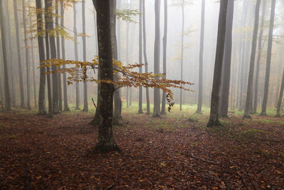 Trees growing in forest during autumn