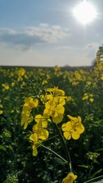 Close-up of fresh yellow flowers in field