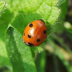 Close-up of ladybug on leaf