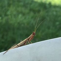 Close-up of grasshopper