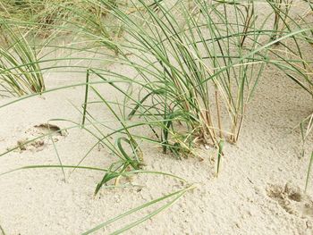 Close-up of plant on sand