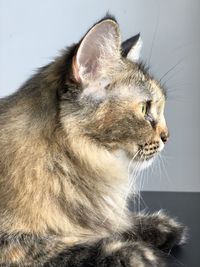 Close-up of cat looking away