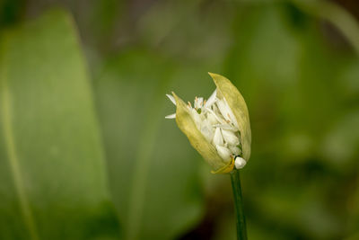 Close-up of white flowering plant