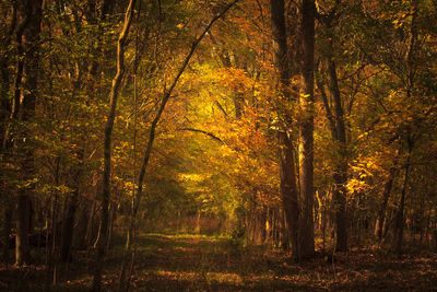 Trees in forest during autumn