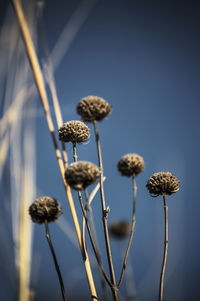 Low angle view of flowering plant against sky