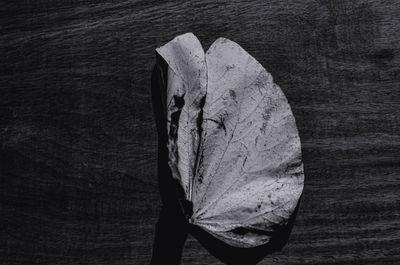 High angle view of dry leaf on wood