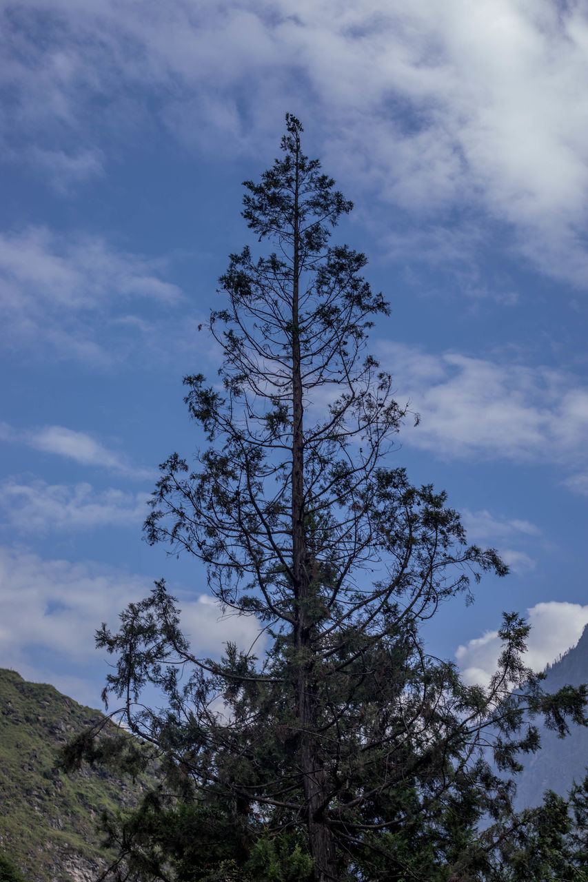 LOW ANGLE VIEW OF TREE