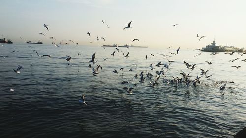 Flock of birds flying over sea against sky