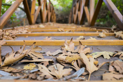 Close-up of autumn leaves