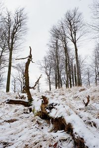 Bare tree on snow field against sky