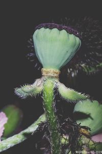 Close-up of succulent plant