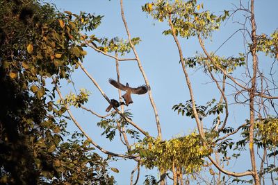 Low angle view of eagle flying against clear sky