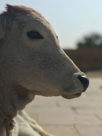 Close-up of a horse