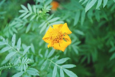 Close-up of yellow flowering plant