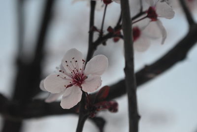 Close-up of cherry blossoms on tree