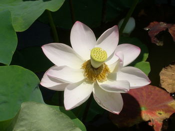 Close-up of white water lily blooming outdoors