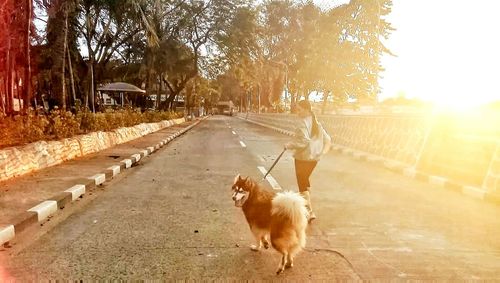 View of a dog on road