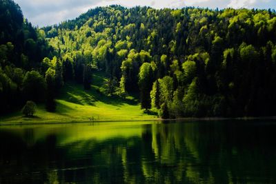 Scenic view of lake by trees against sky